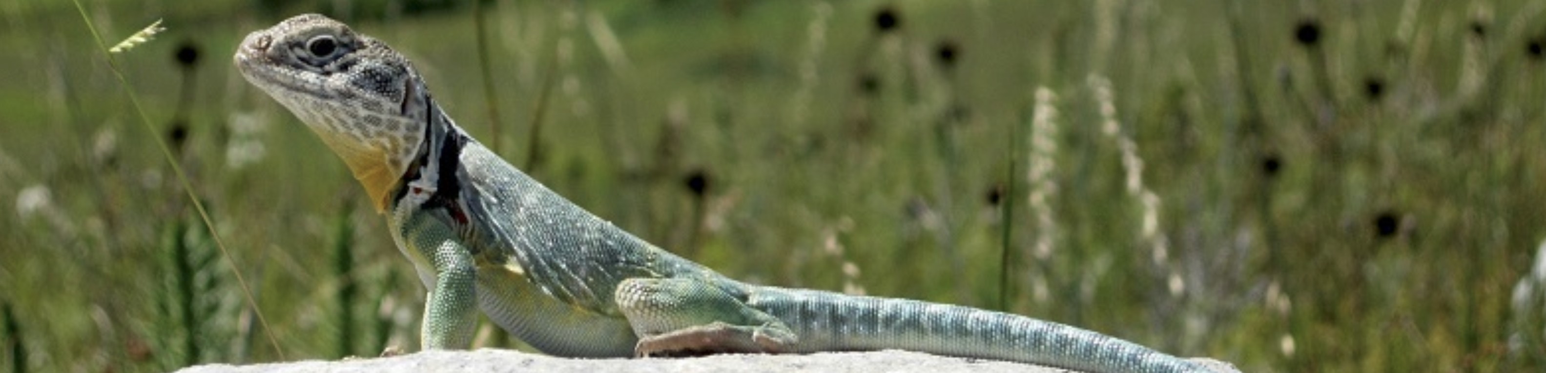 Collared lizard at Konza Prairie