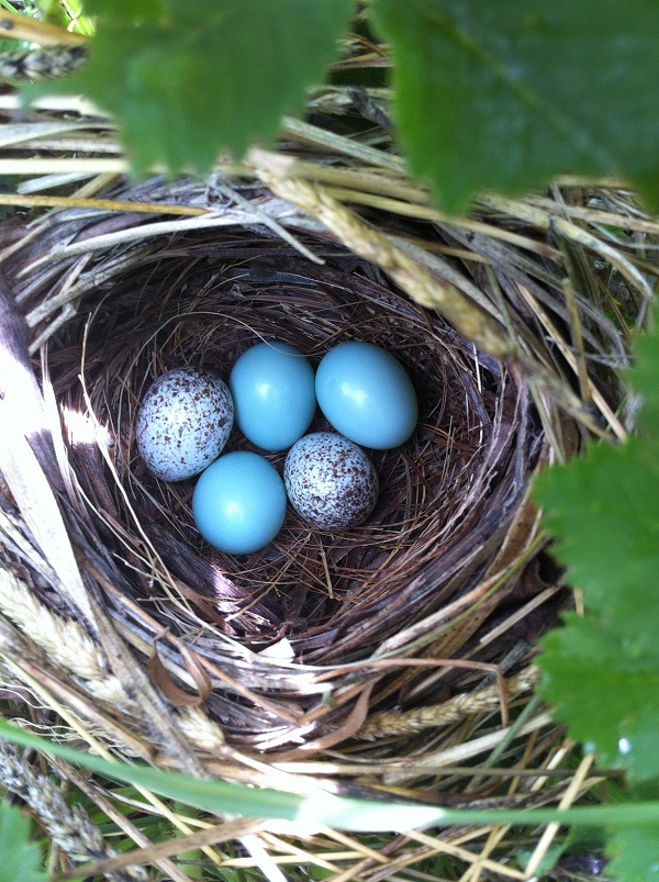 Cowbirds dickcissels