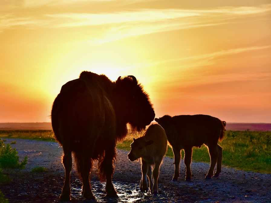 Bison_at_dusk