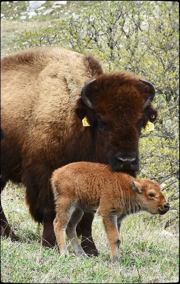 Bison and Calf