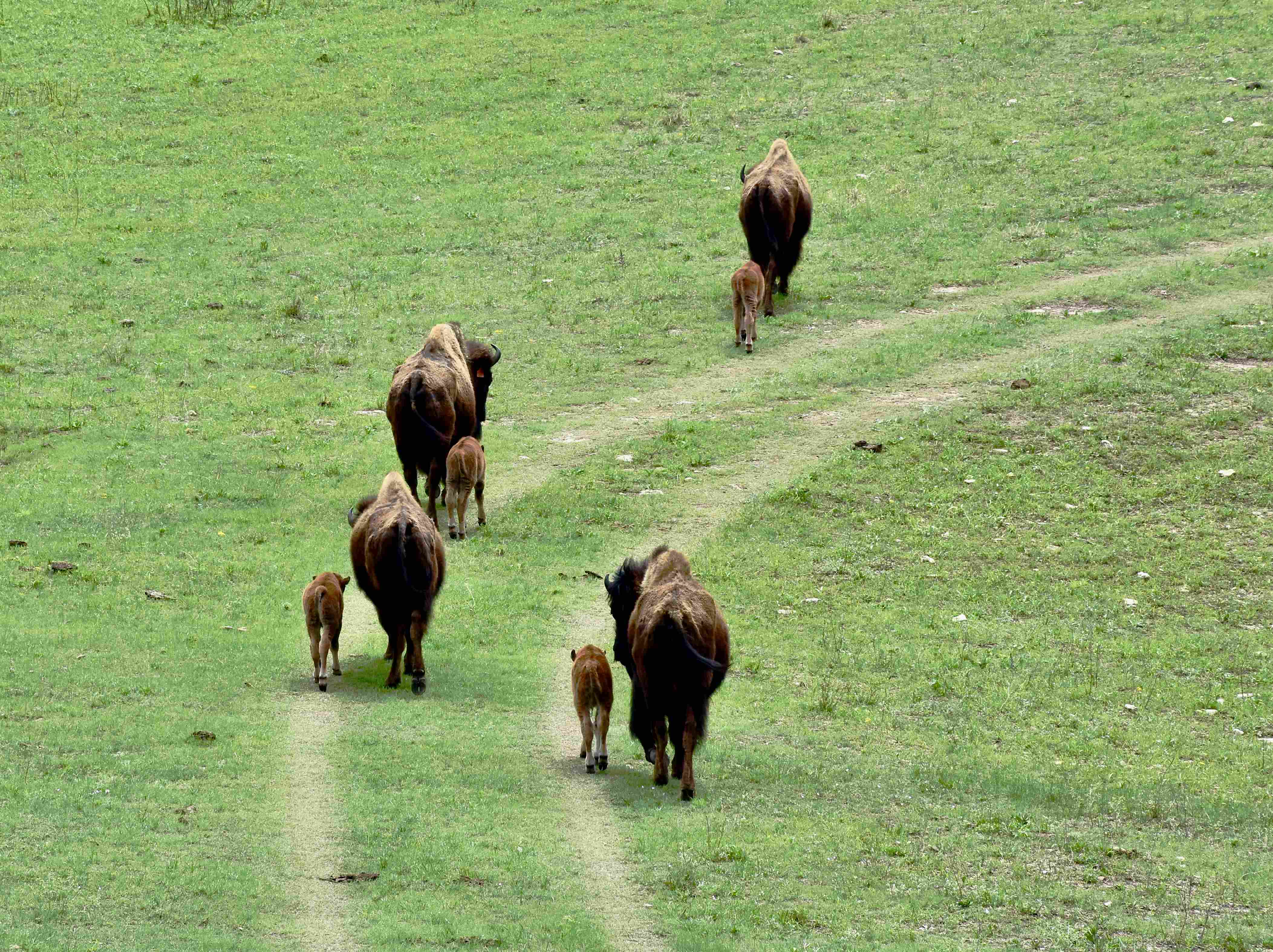 Bison and Calf Walking on the Prairie