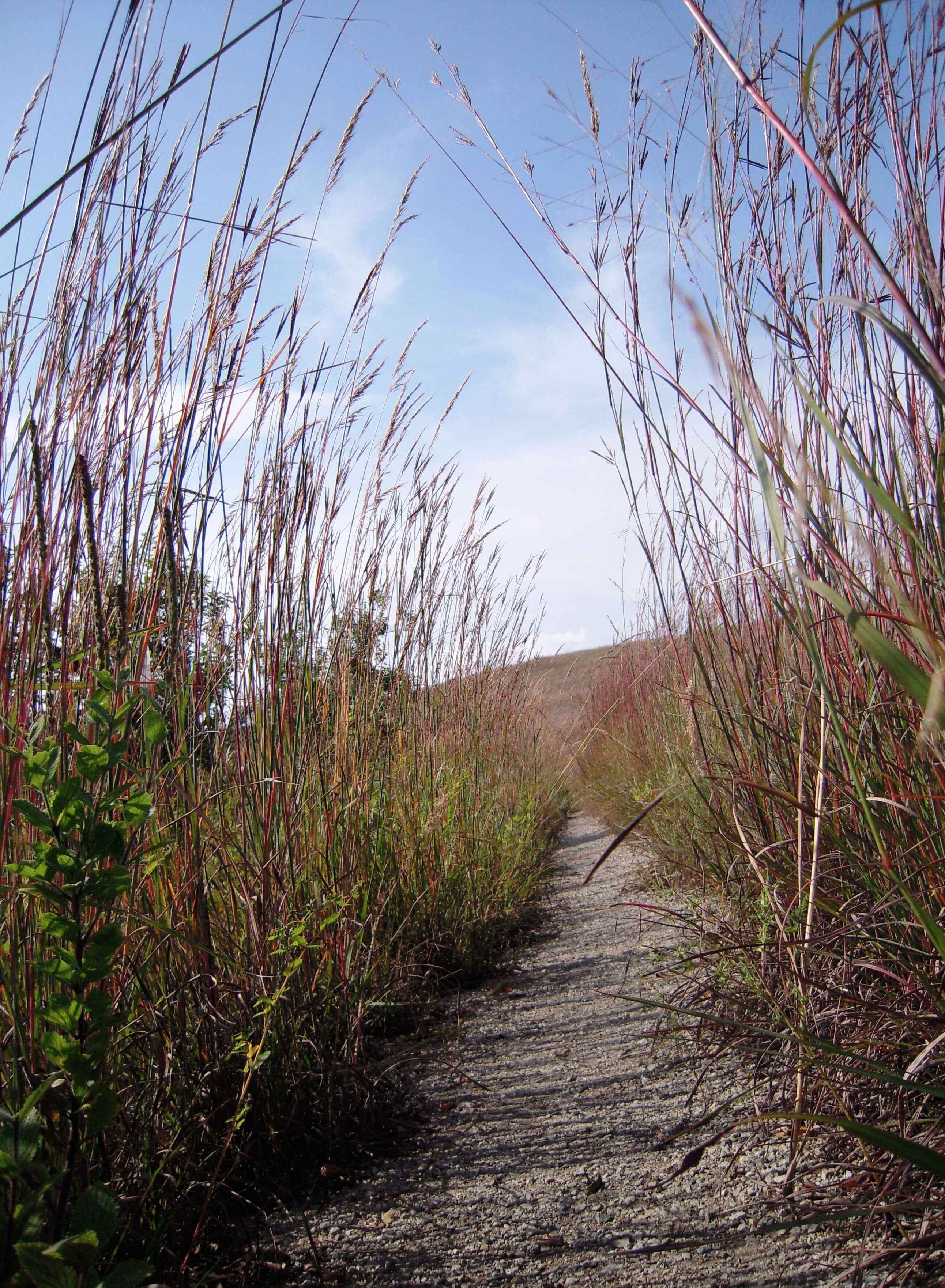 Grassy trail