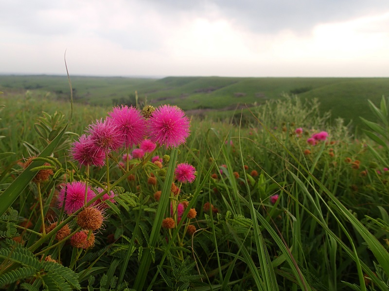 Catsclaw Sensitive Briar