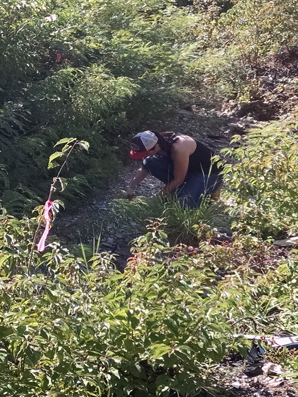 dogwood_collection_N1B_stream