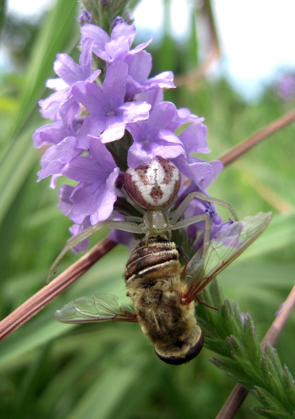Spider Crab with Fly